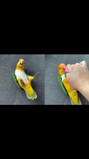 Little Bird is happy to play with owner