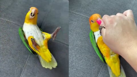 Little Bird is happy to play with owner