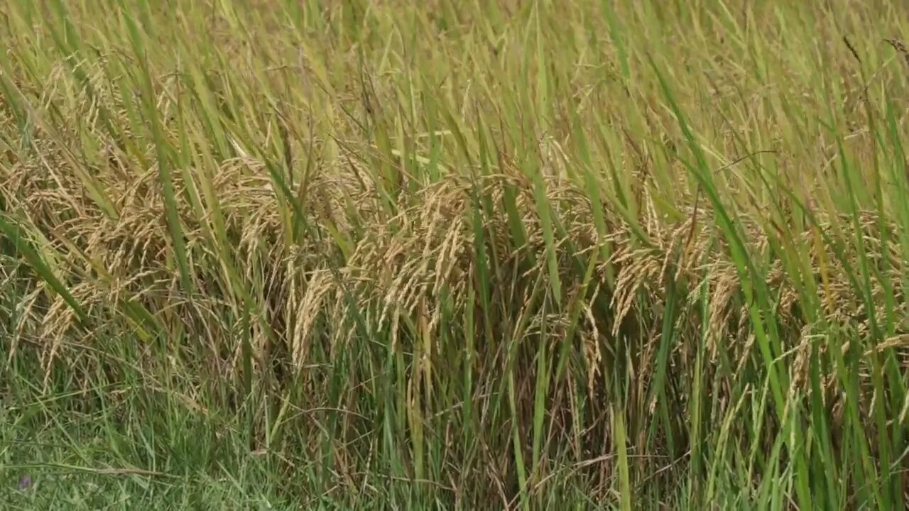 Rice Prepar harvesting