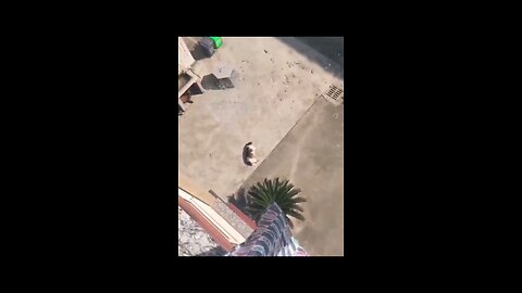 BEST FUNNY ANIMALS 2024