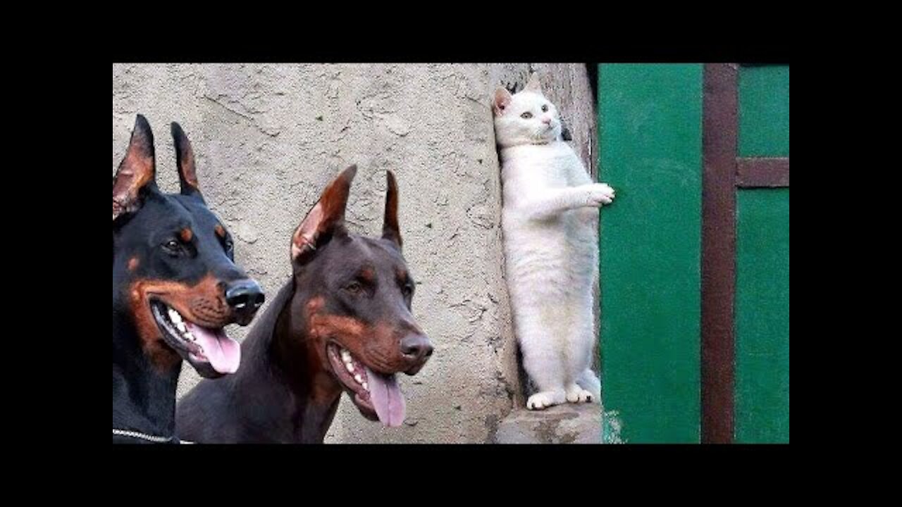 Moments of Animal Genius Caught On Camera...