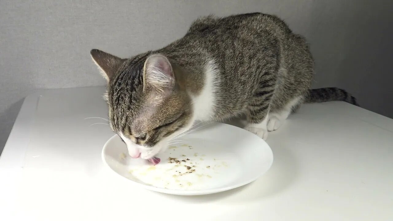 Kitten Rudolph Is Hungry, Cat ASMR