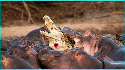 Brutal Moments Crocodiles and Alligators got Slaughtered Caught On Camera