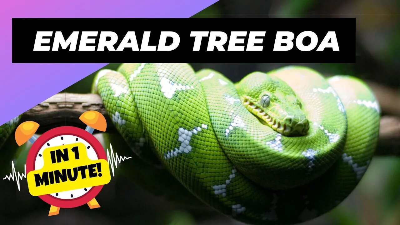 Emerald Tree Boa - In 1 Minute! 🐍 One Of The Most Beautiful Snakes In The World