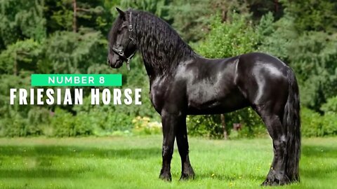 Top 10 Tallest Horses in the World