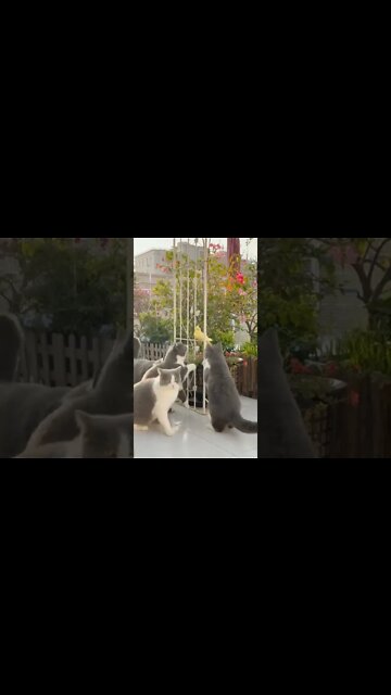 наши милые котики (3)