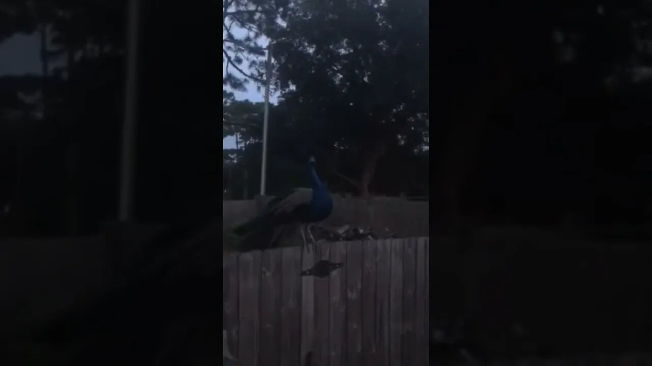 Cool Peacock memories