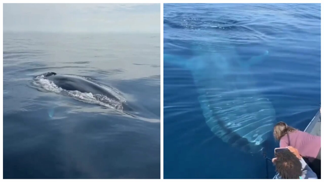 Friendly Blue Whale