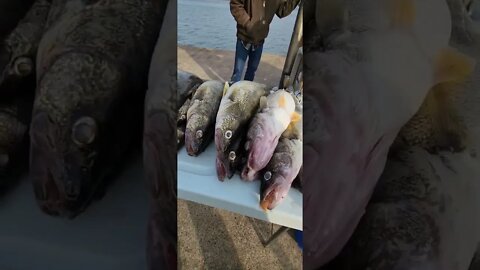 Incredible day on Erie thought I was done with the Walleye, but not yet! 30 eyes, and some giants!