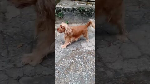 golden dog , shorts