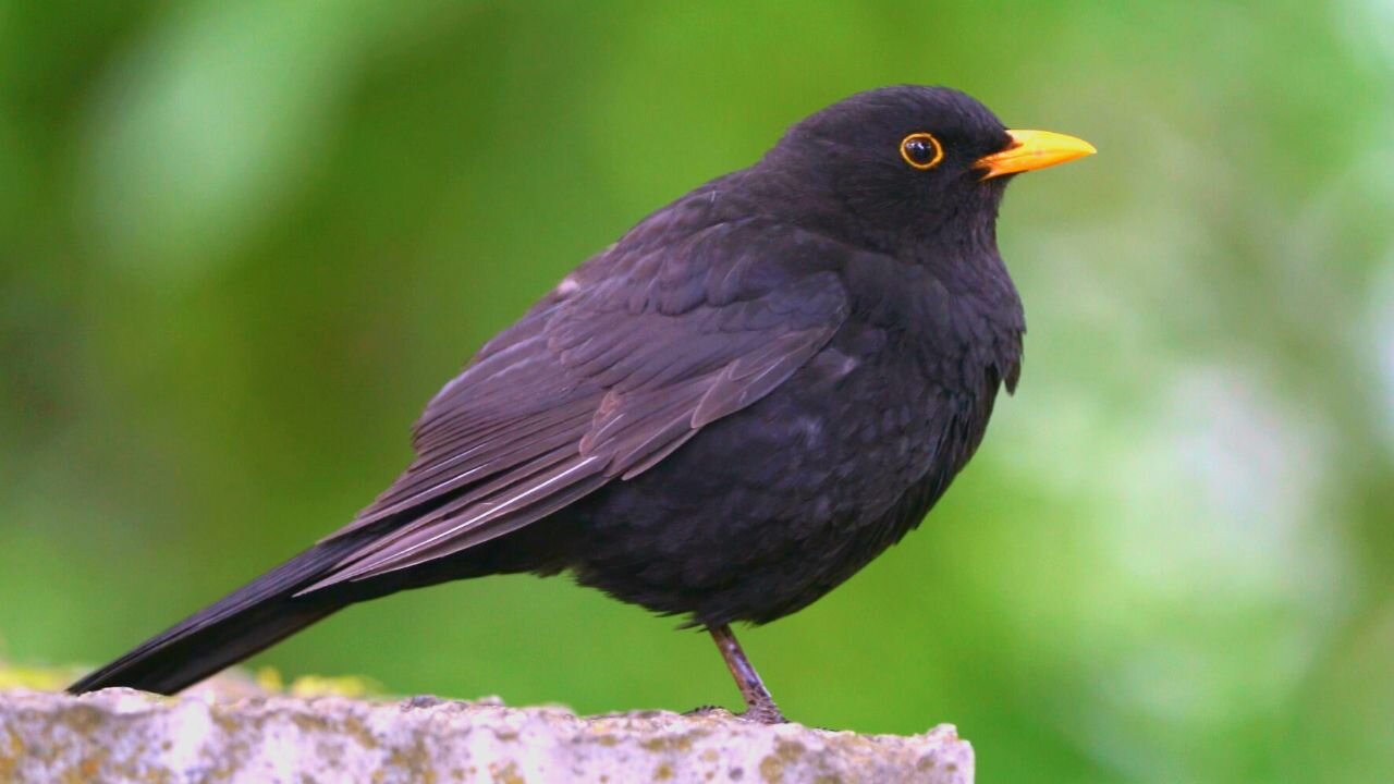 Male Blackbird Taking A Break On A Stone Wall