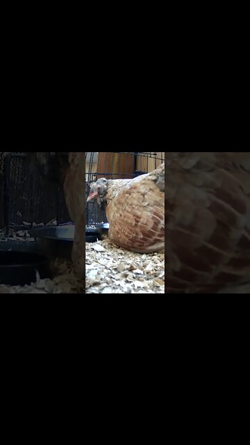 Hen moves egg into warmth