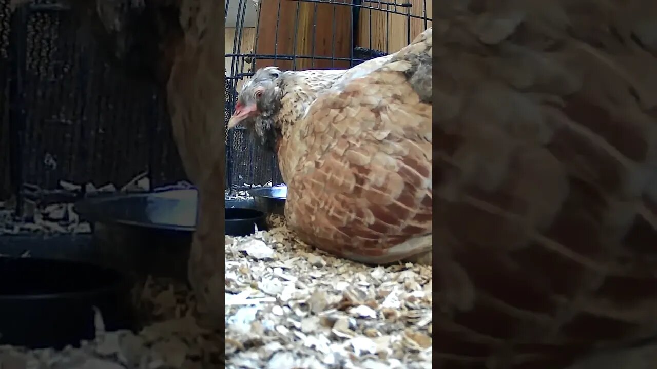 Hen moves egg into warmth