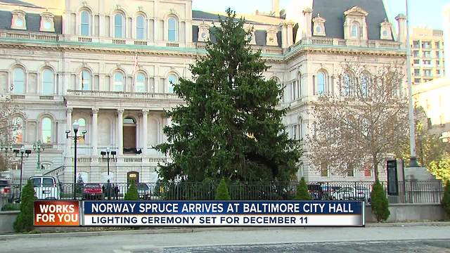 Christmas tree arrives at Baltimore City Hall