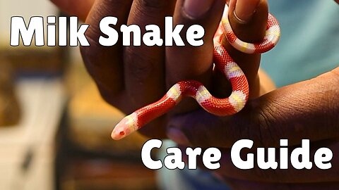 Want a Thriving Milk Snake? Watch This Essential Guide Now