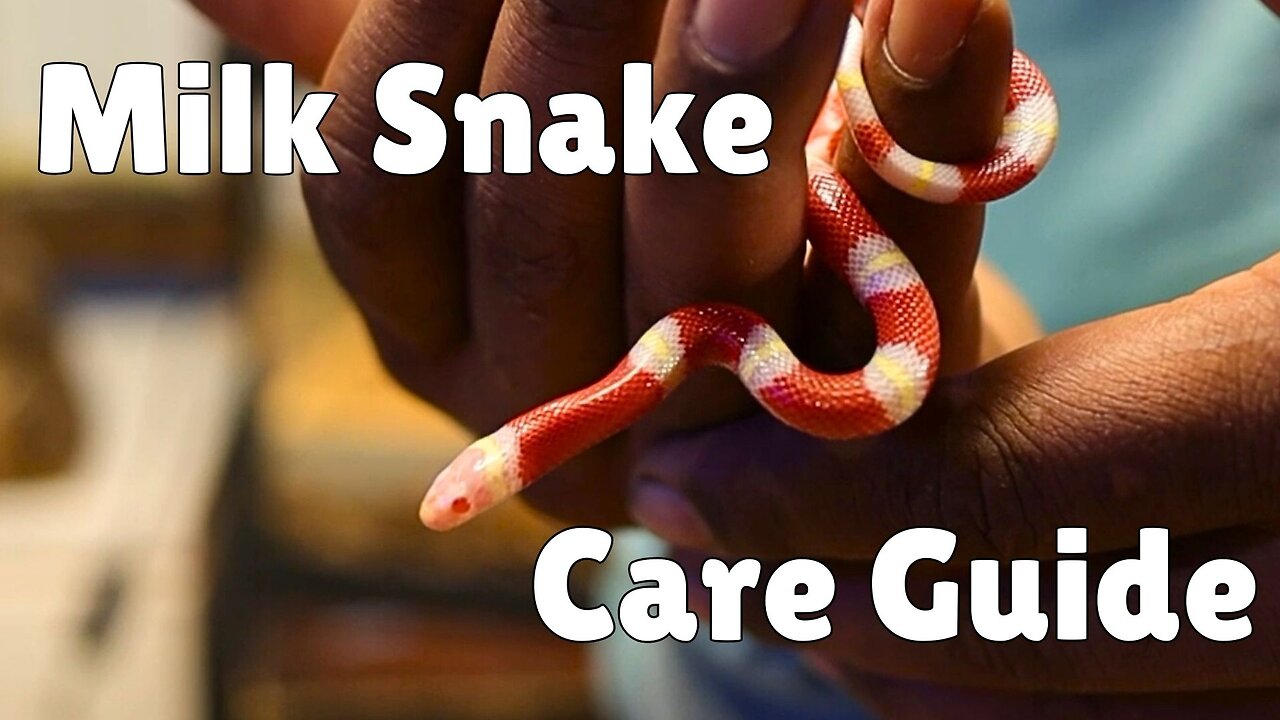 Want a Thriving Milk Snake? Watch This Essential Guide Now