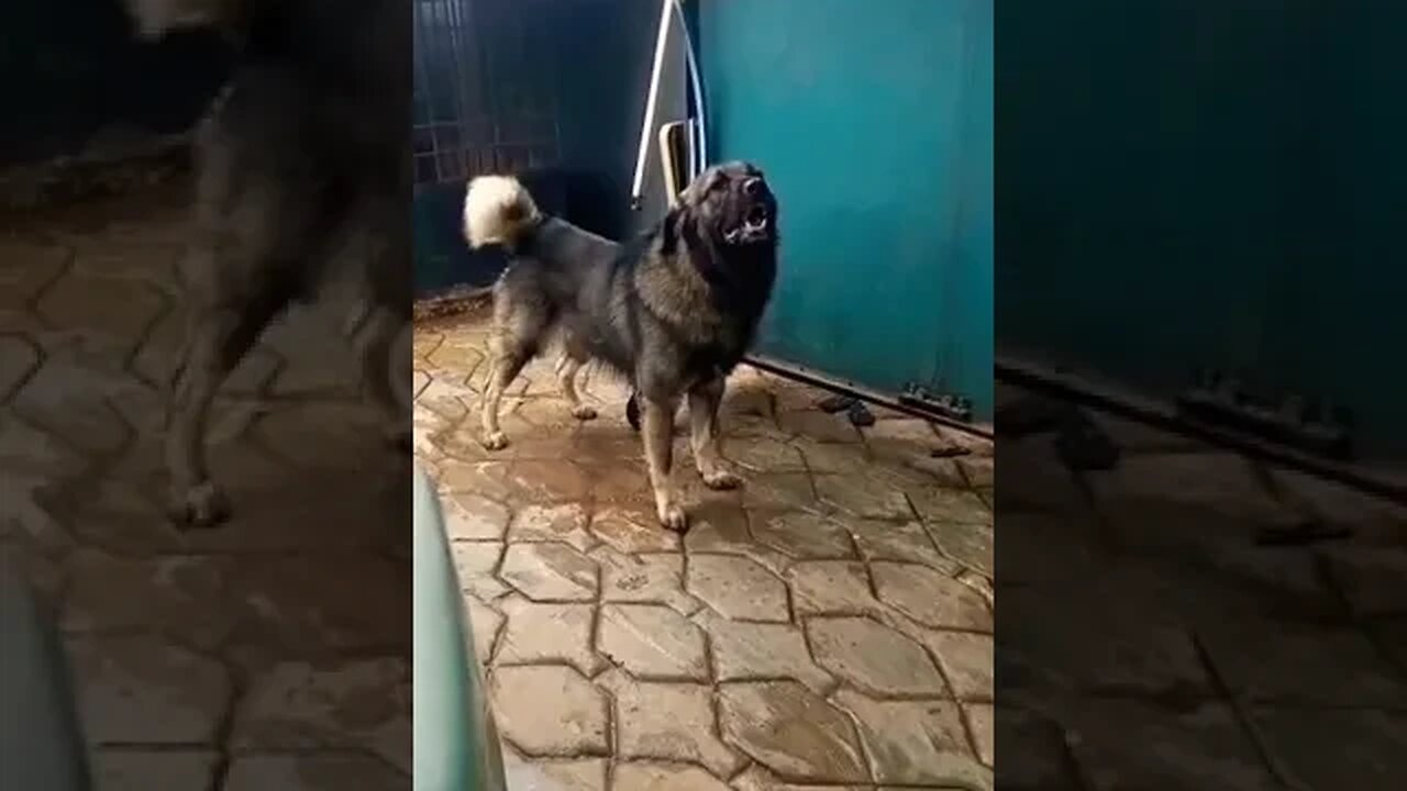 Caucasian Shepherd Barking Loud #dogbarking #shorts #doglover #viral #shepherd