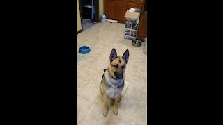 German Shepherd - Treat Ninja