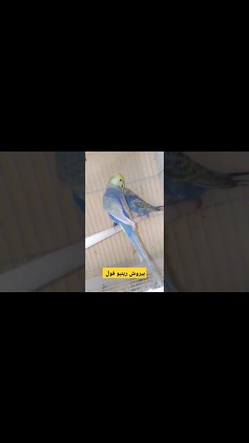 بيروش رينبو فول