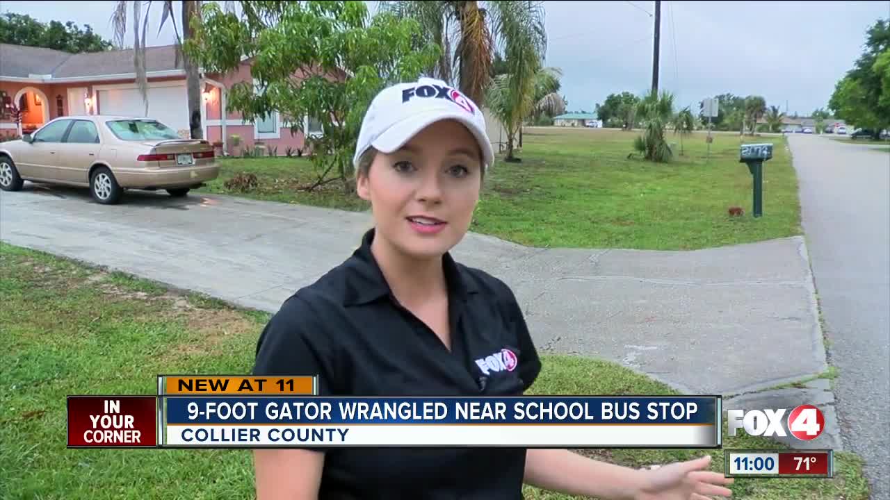 9-foot alligator caught near Collier County bus stop