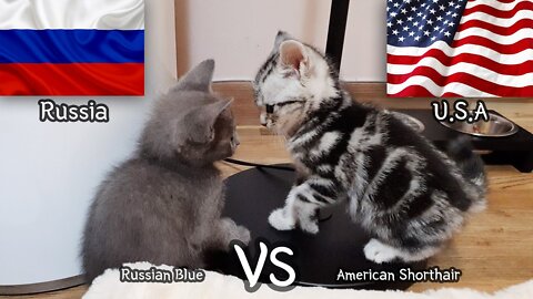 American Shorthair Kitten VS Russian Blue Kitten - a kitten fight story