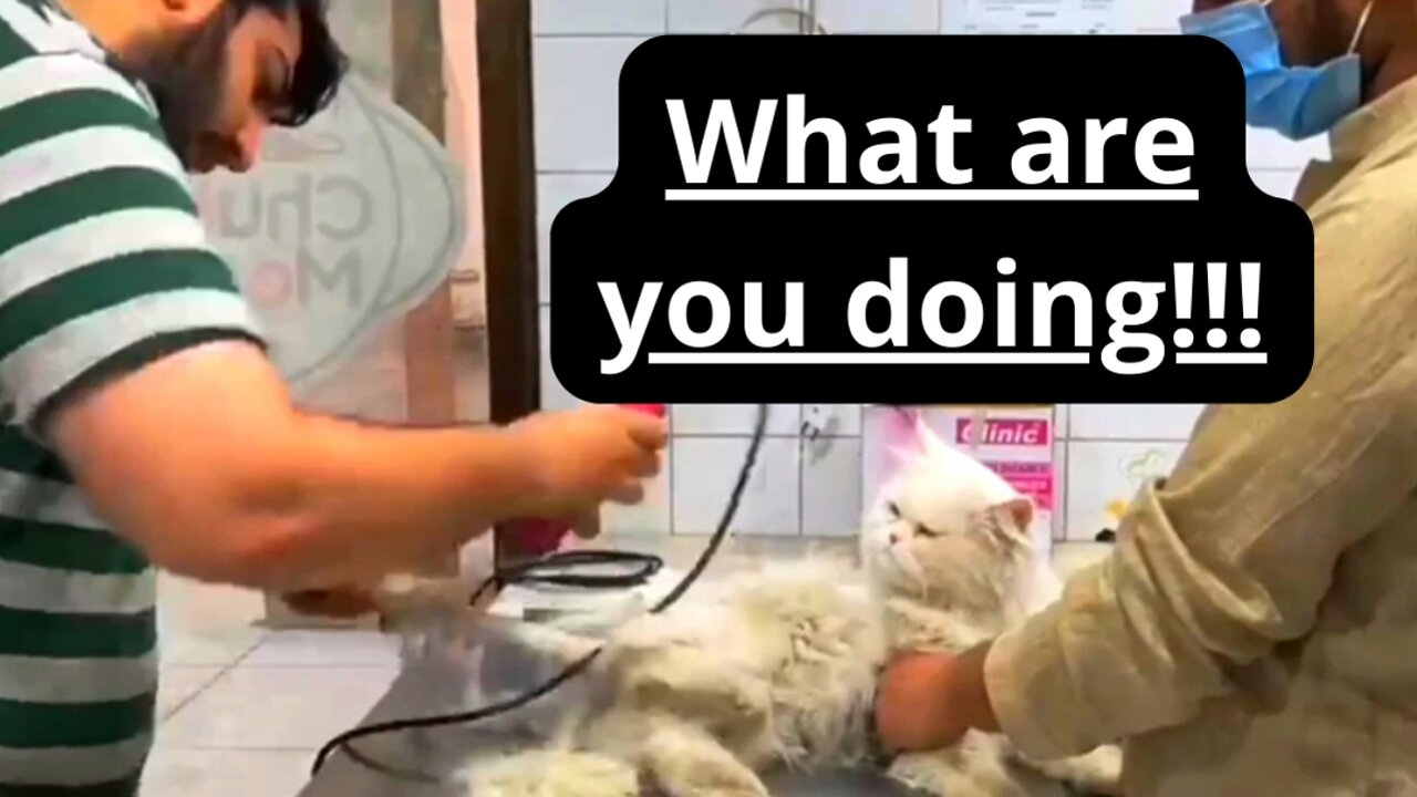 Annoyed cat gets trimmed, how to trim your cat