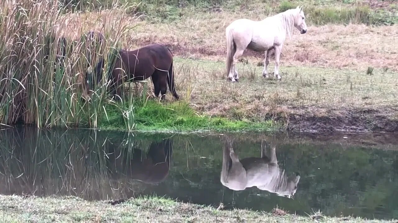 Geese and horses in the pasture