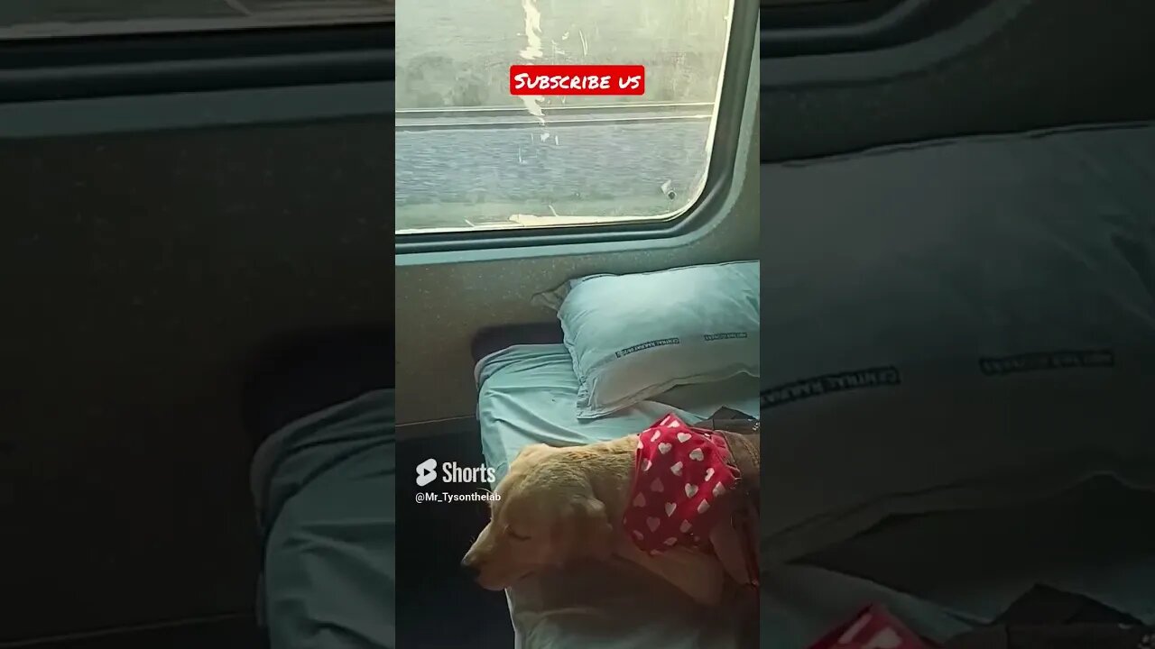 Labrador puppy in Train #shorts #shortsfeed #dog #viral