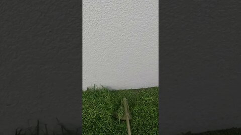 Satisfying string trimming.