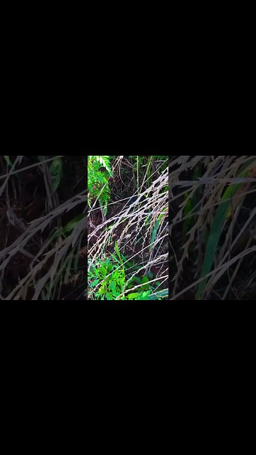 Wheat crop feed so many