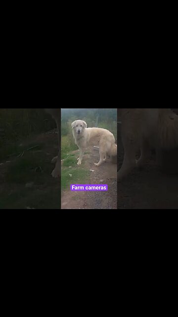 Farm cameras: monitoring animals