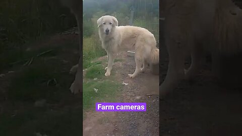 Farm cameras: monitoring animals