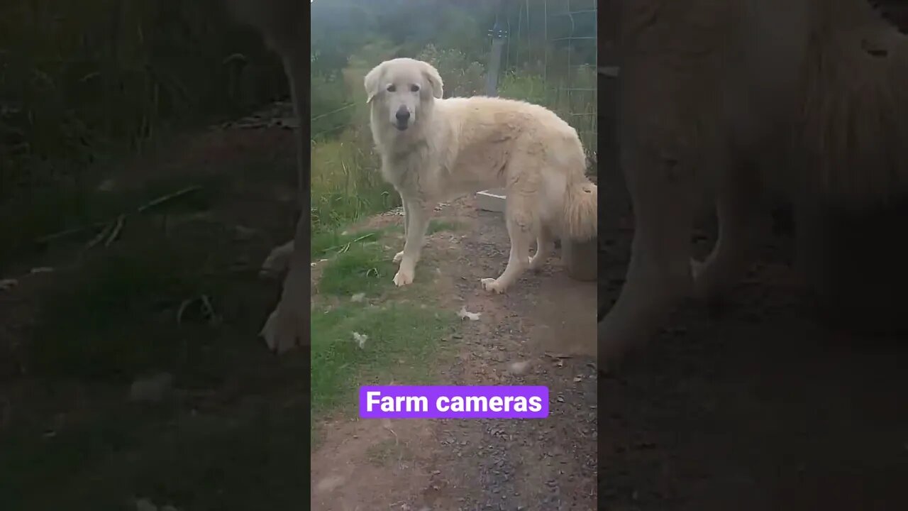 Farm cameras: monitoring animals