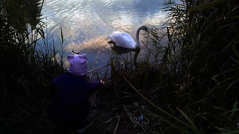 Swan on the river