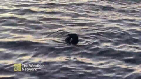 Seal floats near waters edge snacking on eel