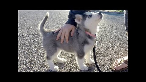 Husky Puppies Funny Compilation #4 - Best of 2018