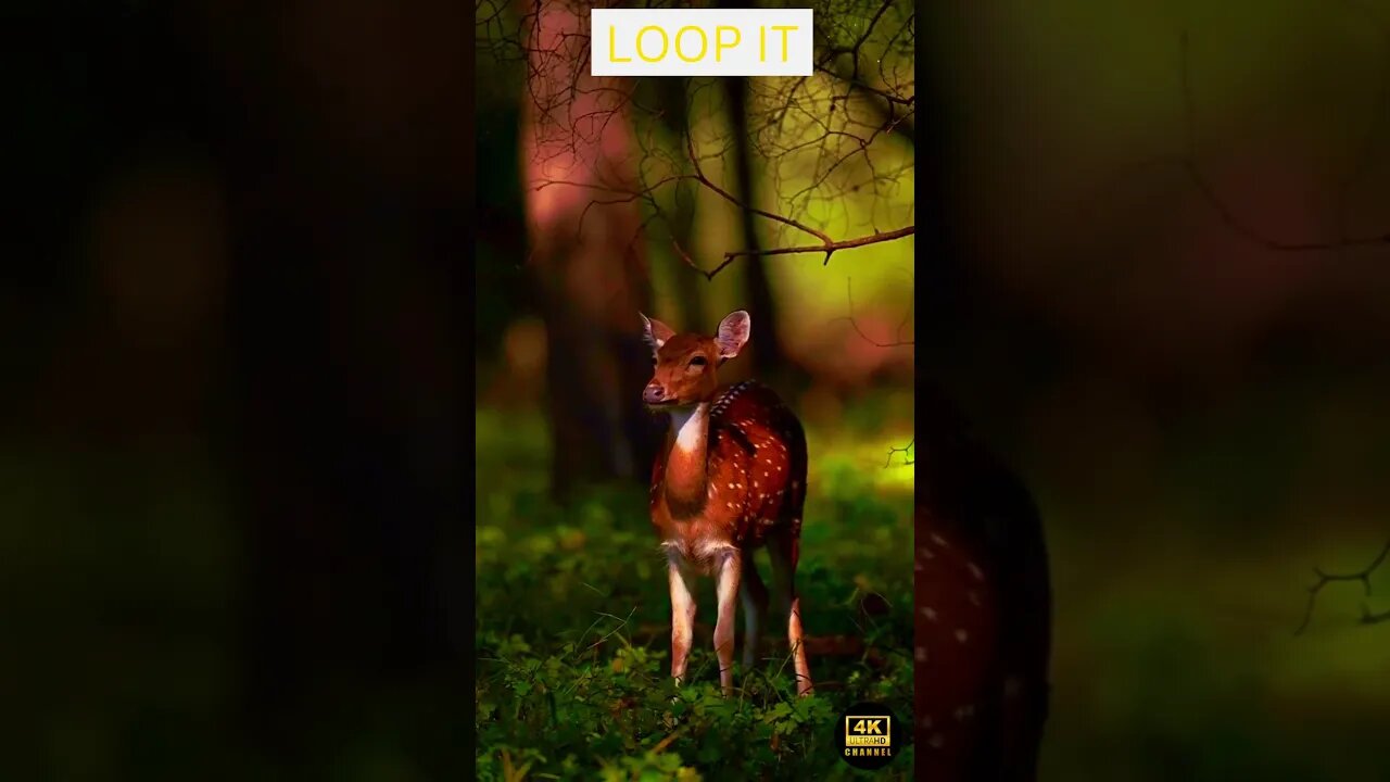 Happy morning mood with 4K Cute Deer Animal Ultra HD - Cozy jazz music