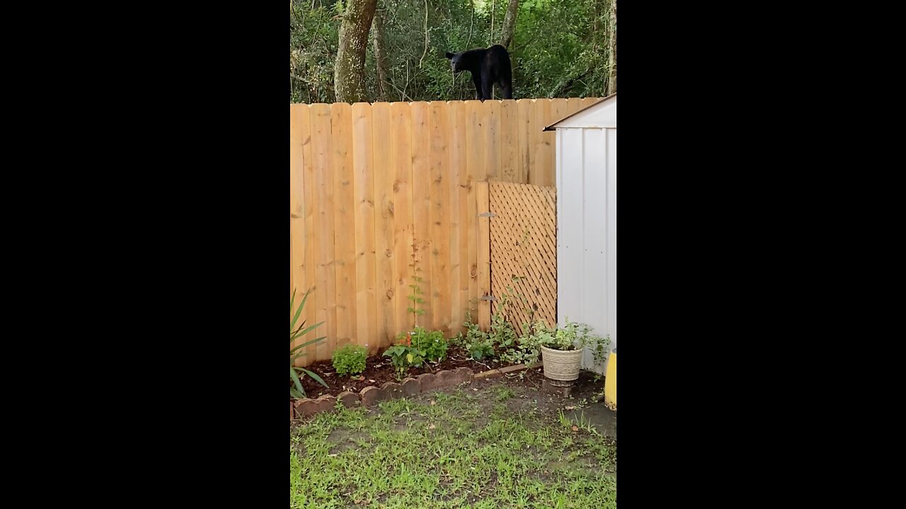 It’s alright. We have a bear dog!