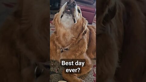 best day ever? Titan age 12 Golden Retriever #best #day #best goldenretriever