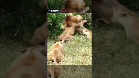 Lion vs Lion Attack 😱 #shorts #lion