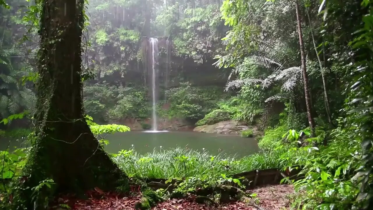 Relaxing Rain Sound and Rainforest Animals Sound