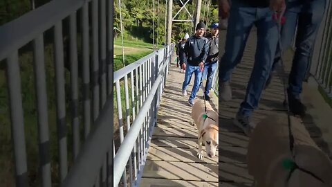 Dogs on a bridge