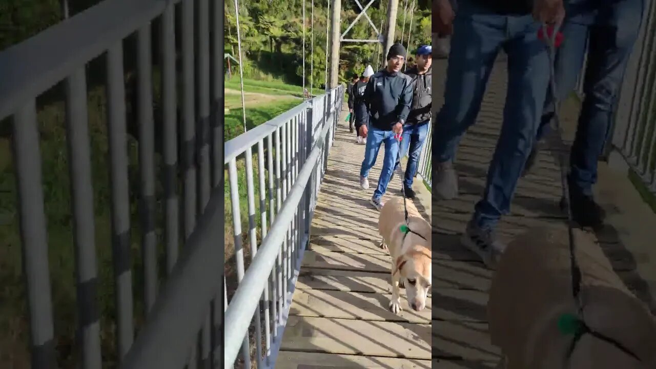 Dogs on a bridge