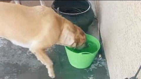 Cão tem hábito muito peculiar com água