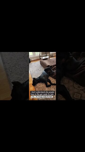 How Does Your Cane Corso Sleep? #shorts #funnydogs #viral