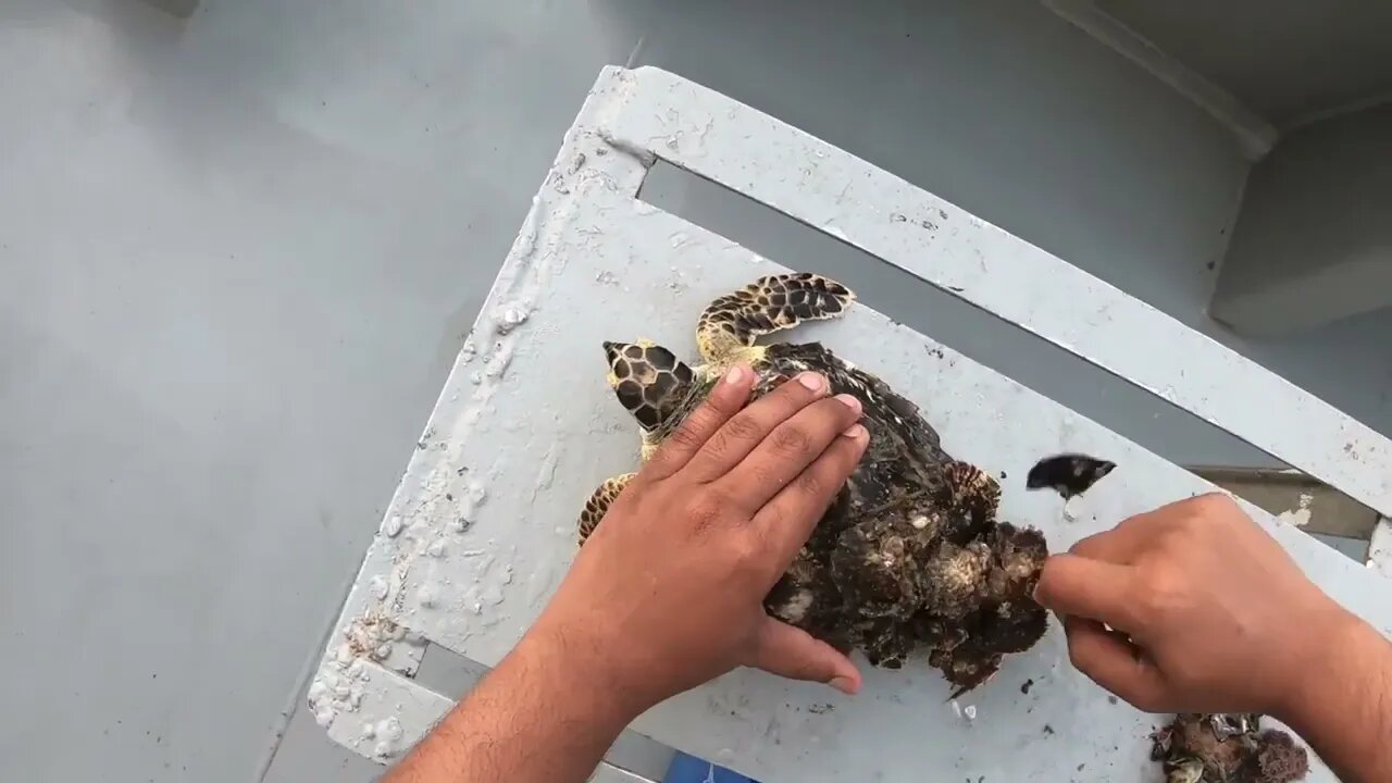 Rescue Sea Turtle Removing Barnacles From a Poor Sea Turtle | animals, Nature, turtles, ocean29 9