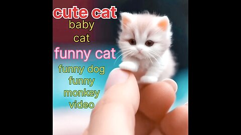 Funny Animal & Cute Pet's Videos