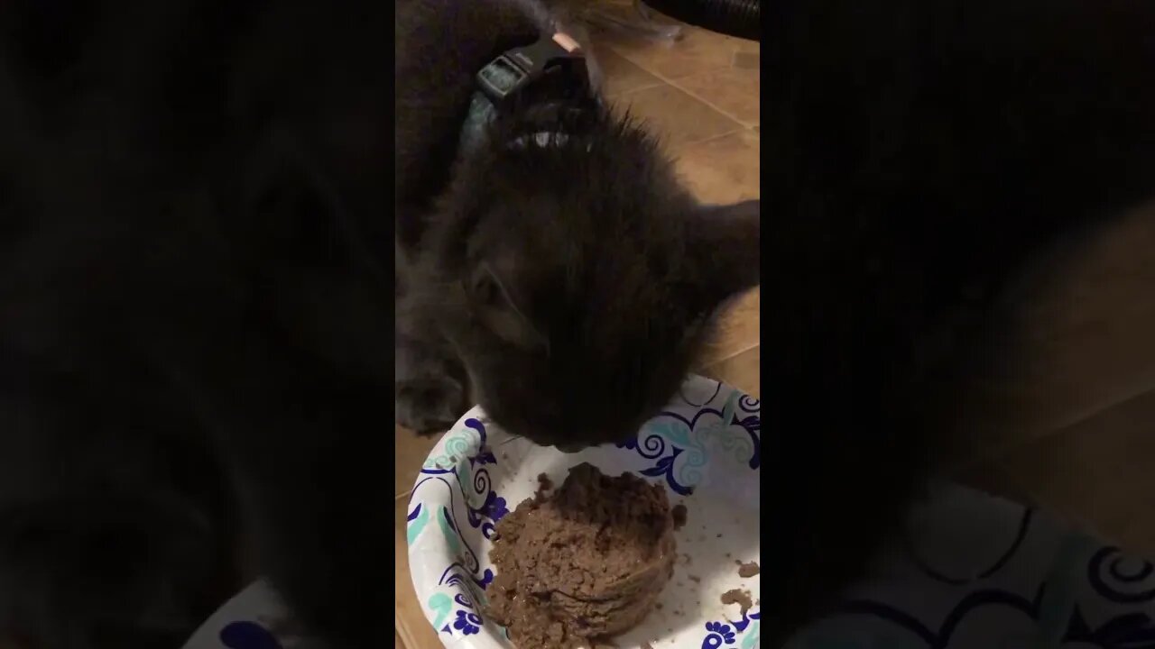 Little grey kitty eating soft food