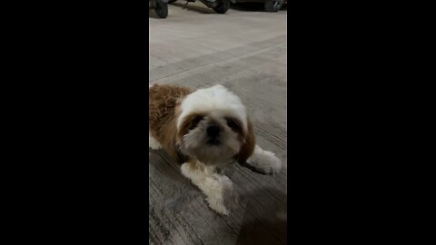 Shih Tzu