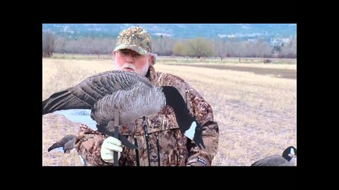 Hunters Showcase with Real Geese Decoys